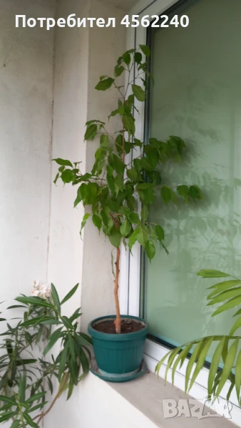 Бенджамини, снимка 1