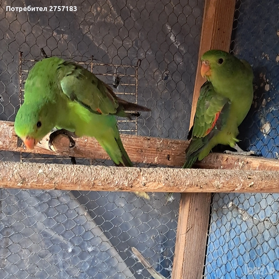 продавам червенокрили папагали чифт, снимка 1