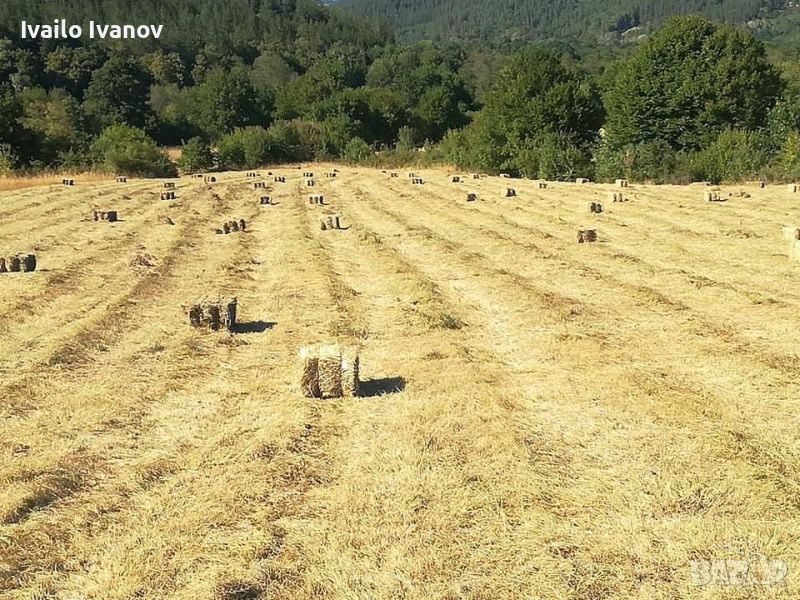 Продавам малки и ролонни Бали сено, снимка 1