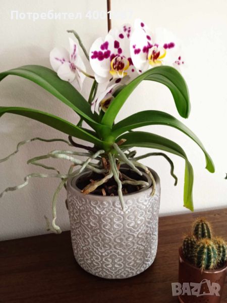 красива орхидея, снимка 1