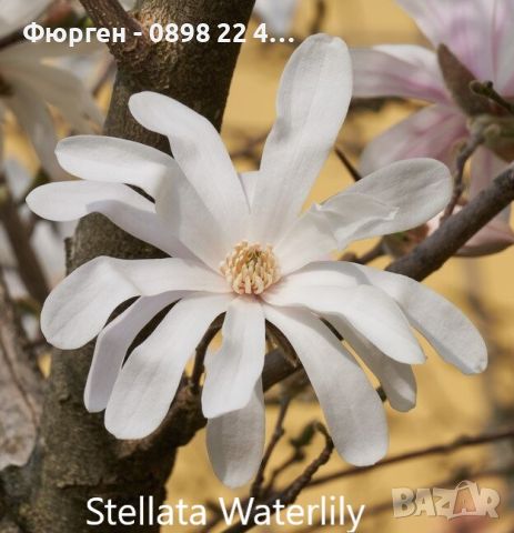 Магнолия - Magnolia НАЛИЧНИ 15 ВИДА Студоустoйчиви, снимка 12 - Градински цветя и растения - 33512293
