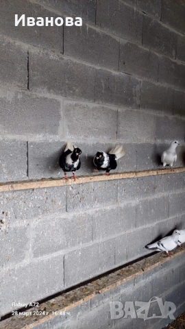 Гълъби декорация и д-р, снимка 7 - Гълъби - 52317736