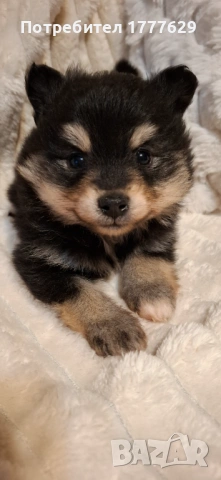 Продавам немски шпиц