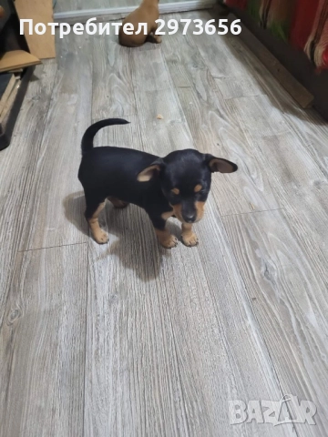 Сладки пинчери, снимка 7 - Пинчер - 52912602