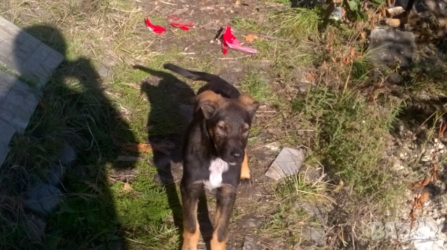 кученца, снимка 10 - Померан - 52187728