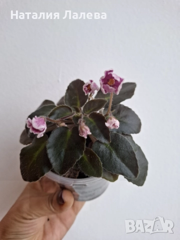 Мини сентполия, Н- за любовь!