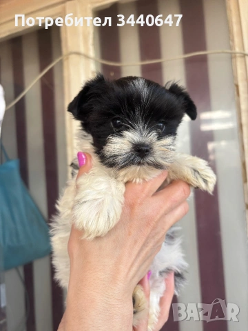 Женско Бивър йорки, снимка 3 - Йоркширски териер - 53797499