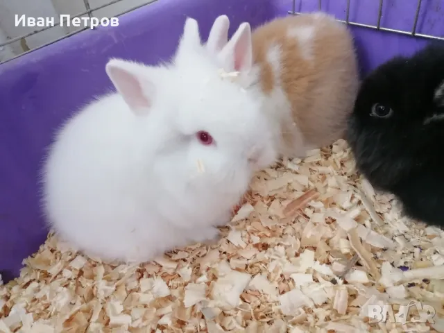 Декоративни зайчета лъвска глава, снимка 1