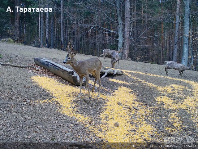 ловни камери, снимка 7 - Екипировка - 53501278