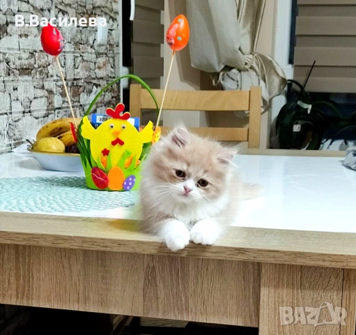 Персийски котета, снимка 2 - Персийска - 53958055