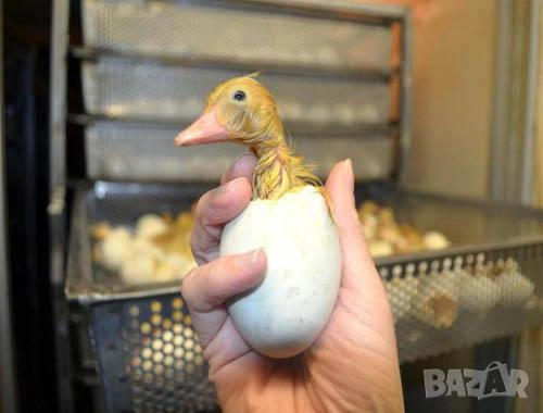 оплодени Яйца ЮРДЕЧКИ -ПАТИЦИ -ГЪСКИ -Разплодни яйца за люпене от Патки породата бяла Московска., снимка 2 - Кокошки и пуйки - 54196584