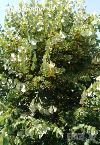 Цвят липа, изсушен