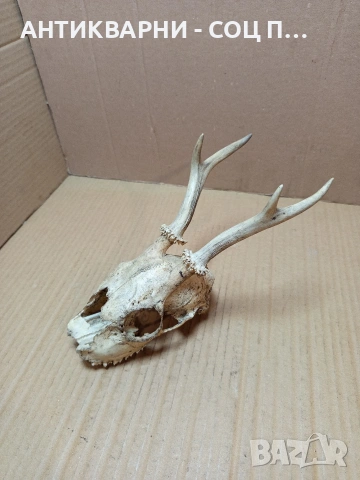 Стар Сувенир Череп С Рога. НОМЕР 724., снимка 2 - Антикварни и старинни предмети - 53528201