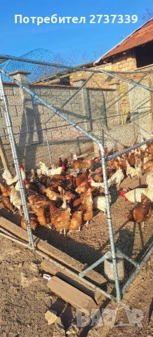 Ломан браун кокошки