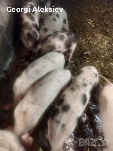 Малки прасенца, снимка 2 - Прасета - 52420544
