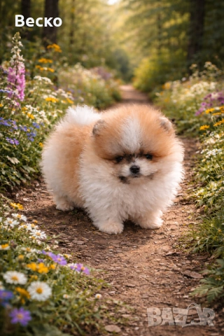 Померан мини мъжко 