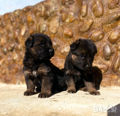 Немски Овчарки, снимка 5 - Немска овчарка - 52510625