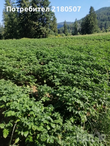 Картофи семе, снимка 5 - Разсади - 38859159