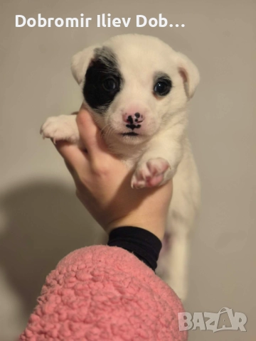 Продавам малки кученца