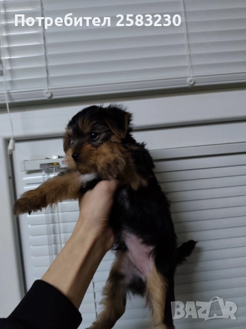 Йоркширски териер , снимка 3 - Търси партньор - 53130812