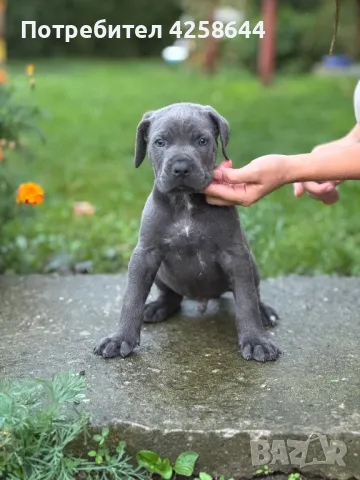 Cane Corso (Кане Корсо) Кучета, снимка 9 - Други - 47486577