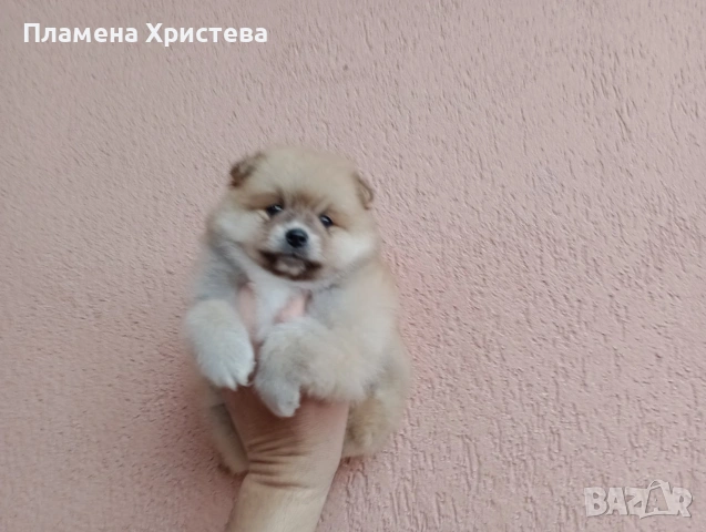 Мъжки Померан. Реални снимки от 29.03.26 г., снимка 2 - Померан - 54021460