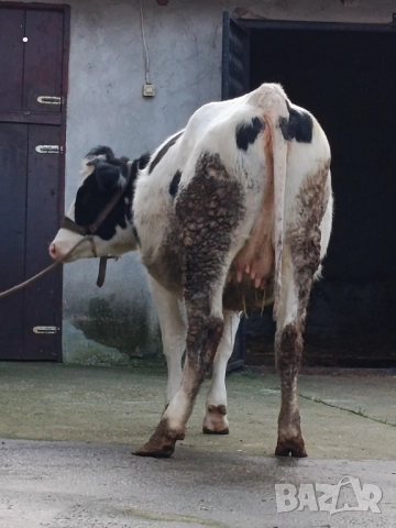 Продавам бременни юници , снимка 16 - Крави - 52893447