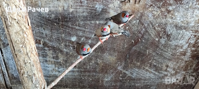 амадини ДЖЪМБО ИЗЛОЖБЕНИ амадини УНГАРСКА ЛИНИЯ ЗЕБРОВИ АМАДИНИ, снимка 7 - Амадини - 53658164