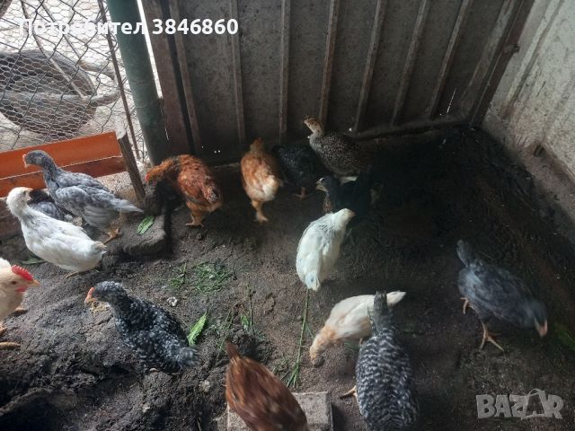 Продавам пилета , снимка 6 - други­ - 46276627