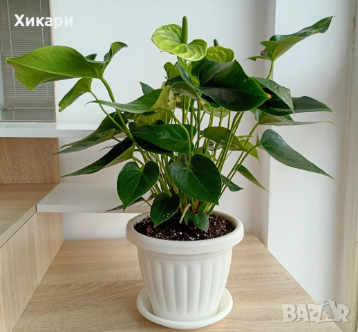 Антуриум с цвят