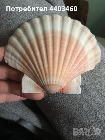 Декоративни миди Пектен (средиземноморски), снимка 3 - Декорация за дома - 52076428