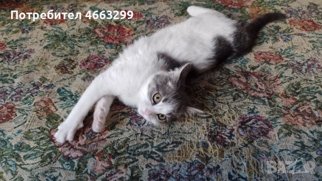 Подарявам 1 малко котенце, снимка 2 - Други - 52574631
