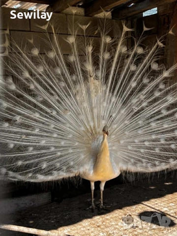 Паун мъжки бял