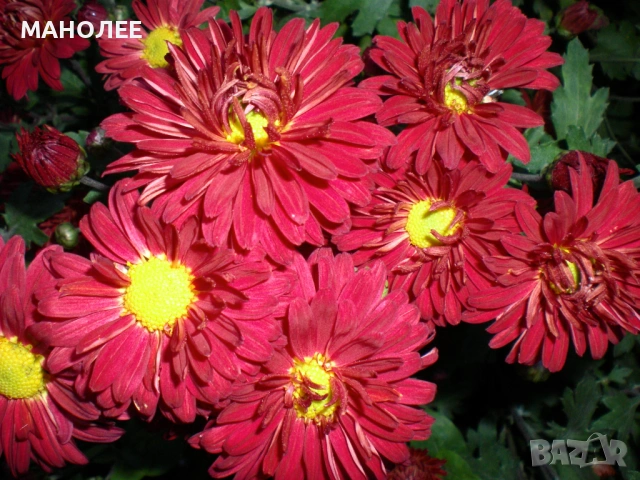 💐🌺🪻Хризантема🌺🌺🌺