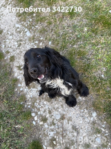 Куче за трюфели, снимка 10 - Кокер шпаньол - 52734730