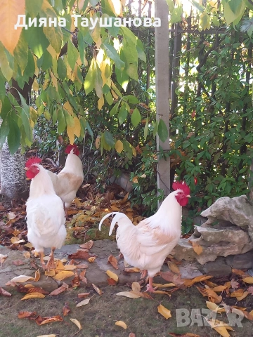 Петлета Джилинг 