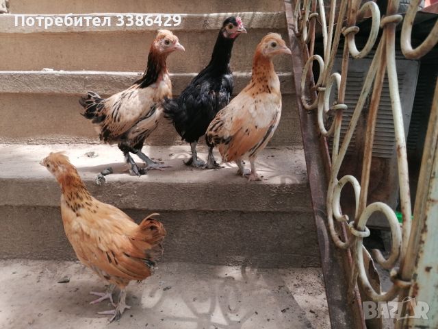 Неми патета,  токачета, яйца, дворни и декоративни пилета, токачки. , снимка 15 - други­ - 38853459