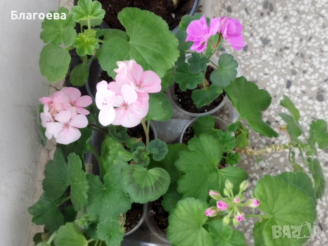 Вкоренени резници Мушкато 8 цвята , снимка 12 - Стайни растения - 46905641