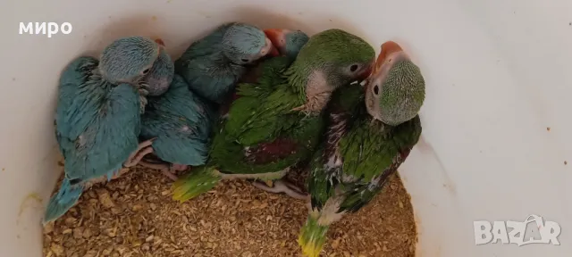 Бебета Малък Александър - ръчно хранени!, снимка 8 - Папагали - 50032602