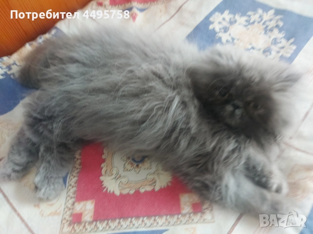 Персийски котенца, снимка 14 - Персийска - 51754390