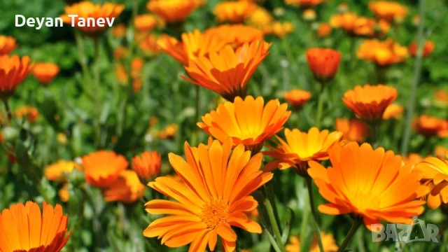 Разсад Невен 1 , лев/брой ., снимка 1