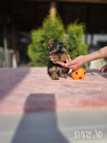 Мини Йоркширски териер момче 
