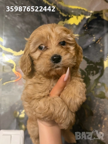 Кокапу , снимка 3 - Пудели - 53558089