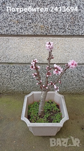 праскова червенолистна , снимка 3 - Градински цветя и растения - 54015433