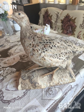 Препариран женски фазан, снимка 2 - други­ - 50559119