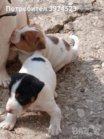 Джак ръсел , снимка 5 - Джак ръсел териер - 53719399