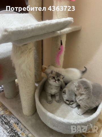 Британски късокосмести, снимка 5 - Британска късокосместа - 54171796