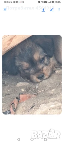 Подарява кученца, снимка 1