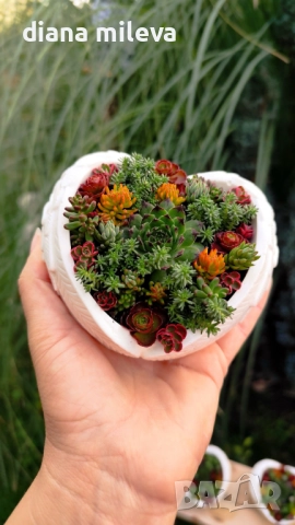 Гипсокерамични крила с формата на сърце и с живи студоустойчиви сукуленти!, снимка 6 - Декорация за дома - 52435989