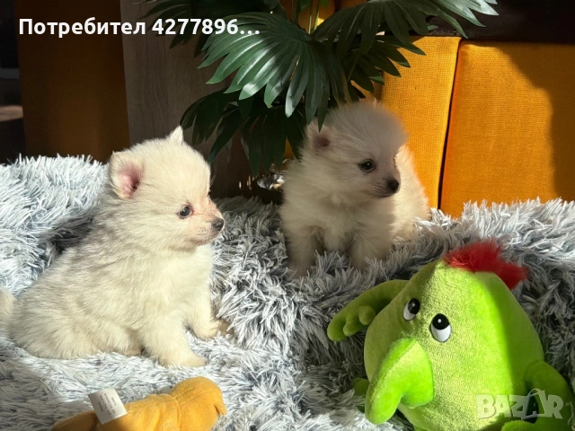 Померан, снимка 5 - Померан - 53784124